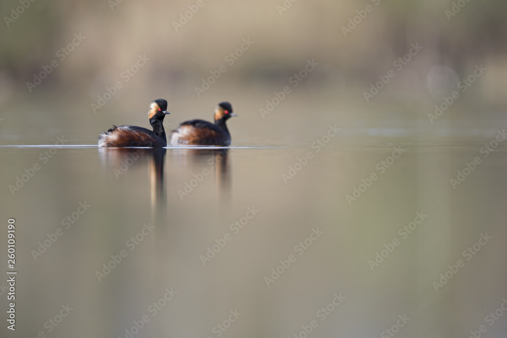 black-necked grebes (Podiceps nigricollis) swimming in a pond in a city in the Netherlands. Swimming together in warm colours. black-necked grebes (Podiceps nigricollis) swimming in a pond in a city in the Netherlands. Swimming together in warm colours.
