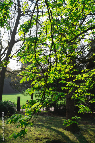 Fototapeta Naklejka Na Ścianę i Meble -  Tree with new leaves on early spring at Josaphat Park of Brussels Belgium
