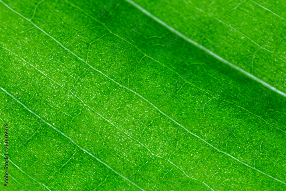 Green leaf texture as background. Texture of nature. Close up. Green leaf texture as background. Texture of nature. Close up.