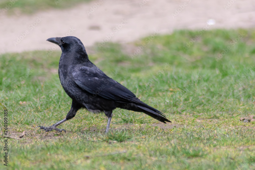 black raven on the grass black raven on the grass