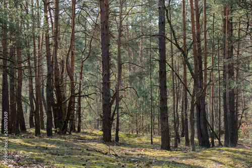 pine forest on sunny day
