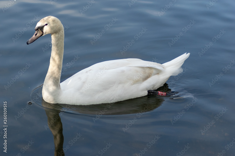 swan on the lake swan on the lake