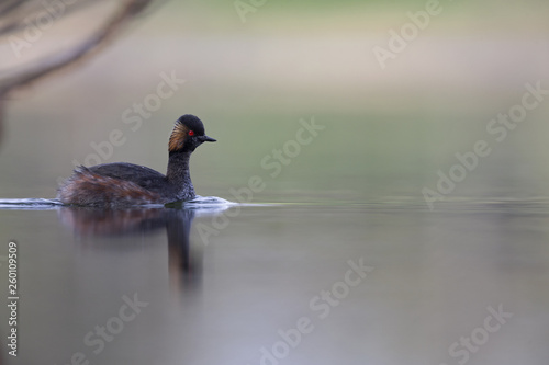 black-necked grebes (Podiceps nigricollis) swimming in a pond in a city in the Netherlands. Swimming alone with warm background colours.