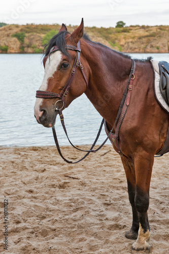 horse on sand river beach