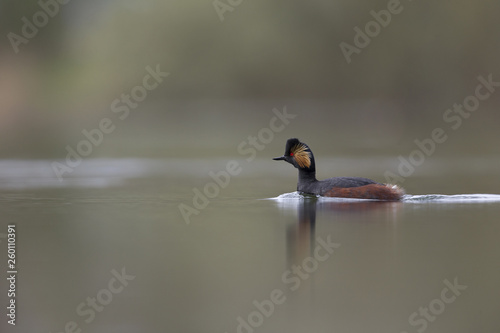 Photography black-necked grebes (Podiceps nigricollis) swimming in a pond in a city in the Netherlands