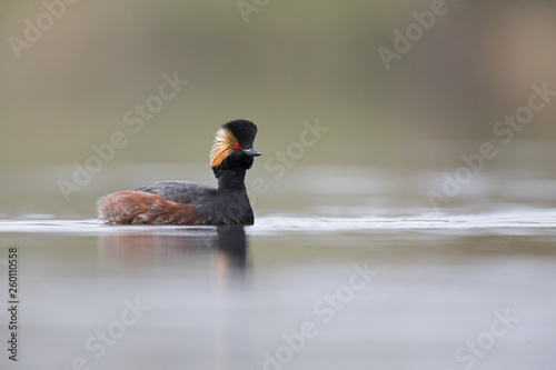 Tableau sur toile black-necked grebes (Podiceps nigricollis) swimming in a pond in a city in the Netherlands