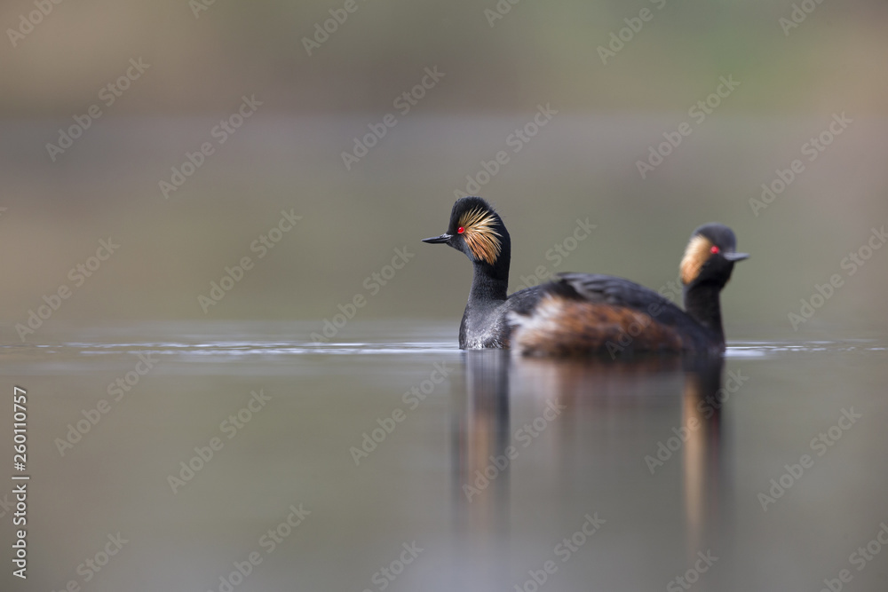 black-necked grebes (Podiceps nigricollis) swimming in a pond in a city in the Netherlands. Swimming together in warm colours. black-necked grebes (Podiceps nigricollis) swimming in a pond in a city in the Netherlands. Swimming together in warm colours.