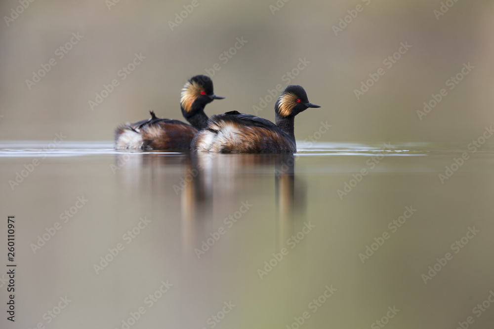 black-necked grebes (Podiceps nigricollis) swimming in a pond in a city in the Netherlands. Swimming together in warm colours. black-necked grebes (Podiceps nigricollis) swimming in a pond in a city in the Netherlands. Swimming together in warm colours.