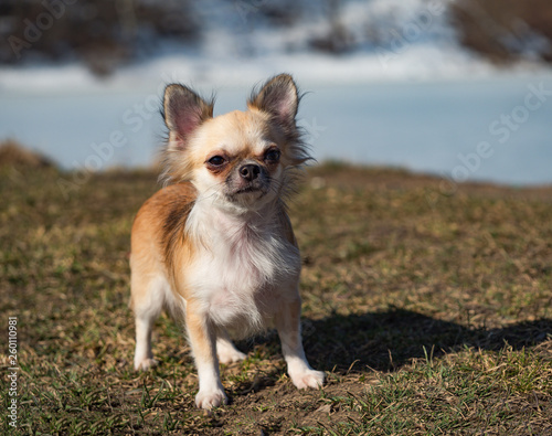 Chihuahua dog standing in a meadow during a walk.