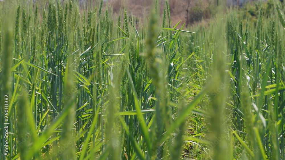 Obraz premium Rice Plantation