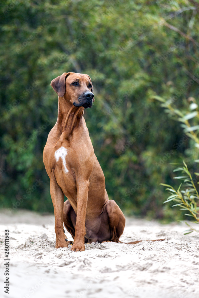 Rhodesian ridgeback dog on the beach