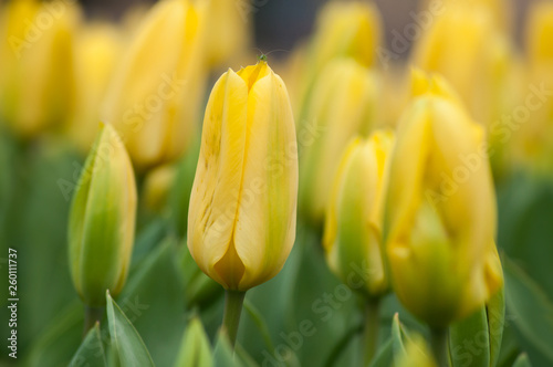  group of yellow Tulips in a tulips field