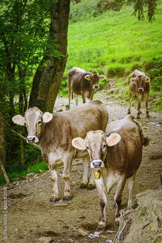 Cows Go to the Pasture Cows Go to the Pasture