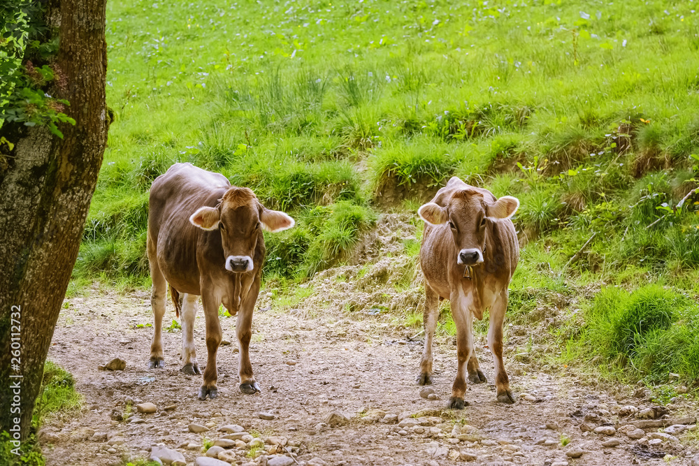 Cows Go to the Pasture