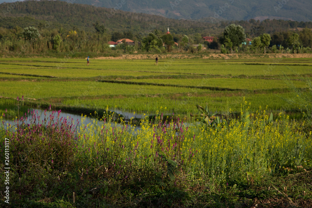 beautiful land of Kengtung. Green rice feild prosper with water and beautiful background of mountain. beautiful land of Kengtung. Green rice feild prosper with water and beautiful background of mountain.