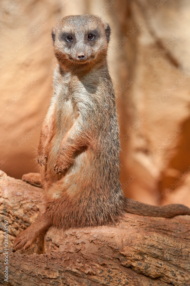 Fototapeta premium Alert Meerkat Seated on a Log