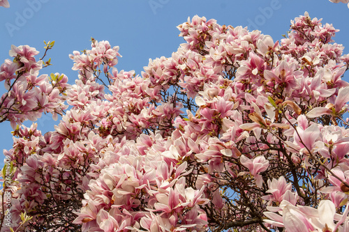 Fototapeta Naklejka Na Ścianę i Meble -  View of magnolia plants and flowers..Magnolia is a large genus in the subfamily Magnolioideae of the family Magnoliaceae with blue sky
