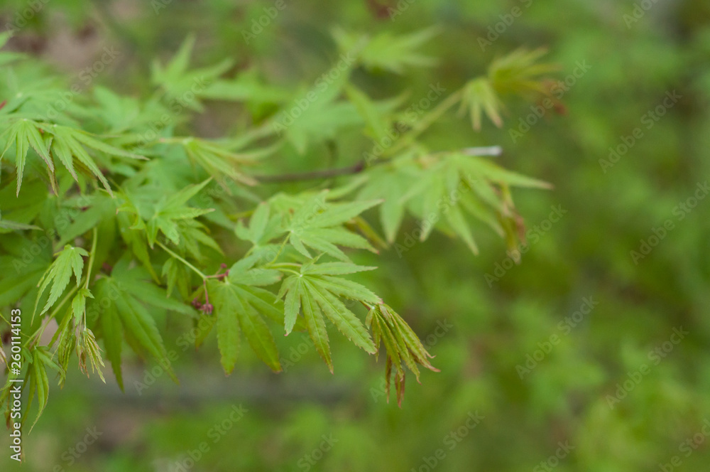 closeup of japanese maple leaves in a japanese garden closeup of japanese maple leaves in a japanese garden