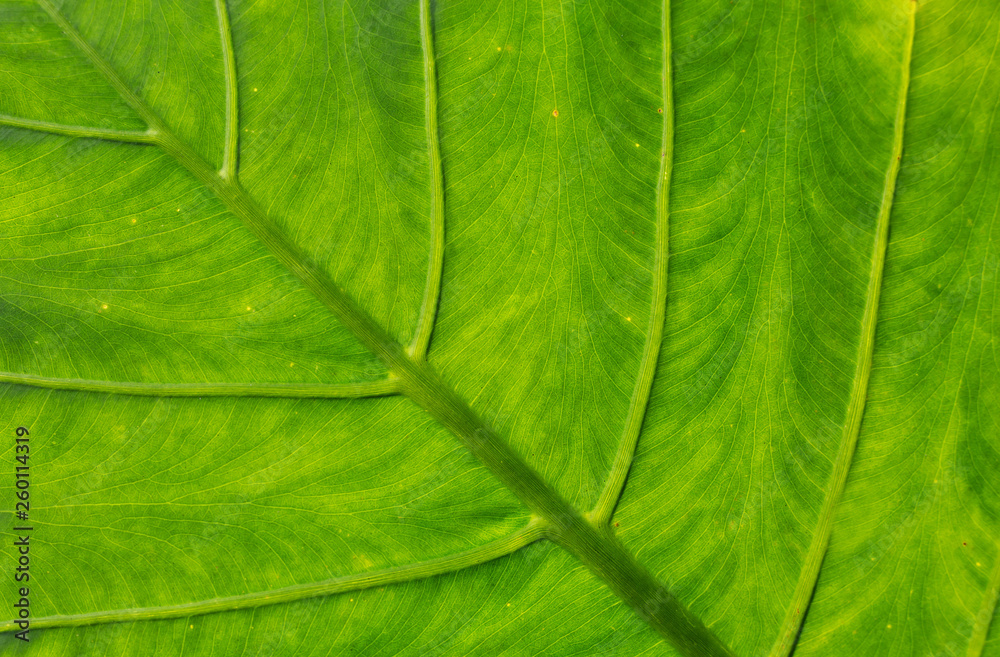 beautiful green palm leaf nature background image beautiful green palm leaf nature background image
