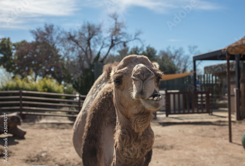 funny camels partner © SHELL