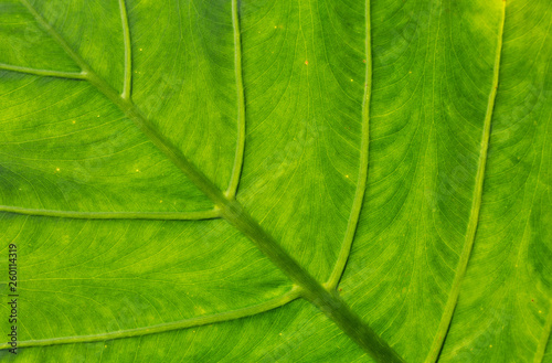 beautiful green palm leaf nature background image