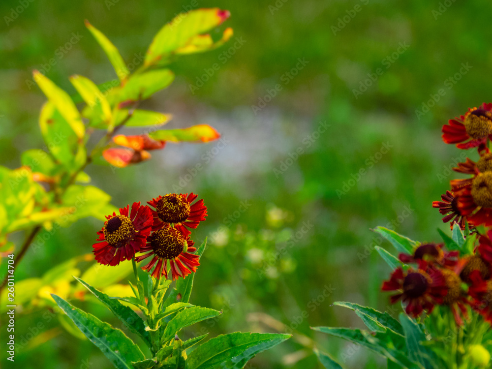 Beautiful orange flowers. Beautiful orange flowers.