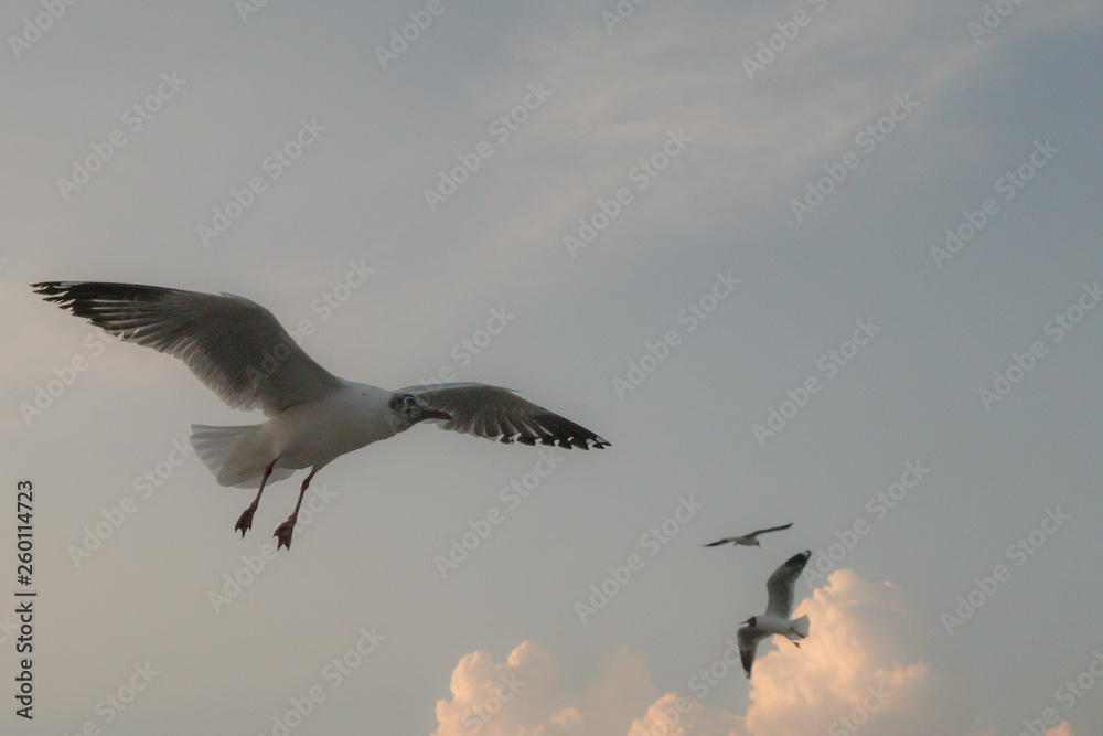 Obraz premium Close up Seagull flying in the air and sky background.Freedom seagull expand wings in the sky.