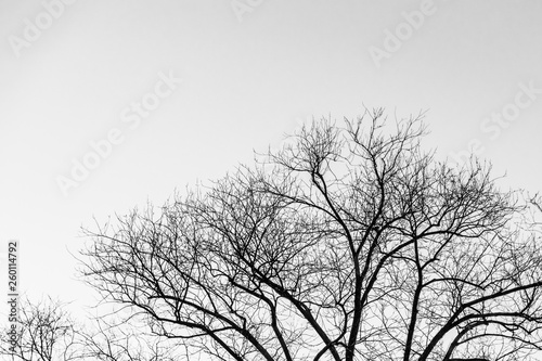 Black and white monochrome silhouette bare winter tree branches