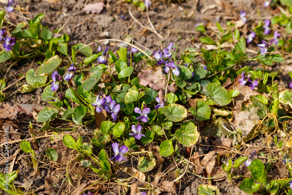 Wild violets on a meadow at spring Wild violets on a meadow at spring
