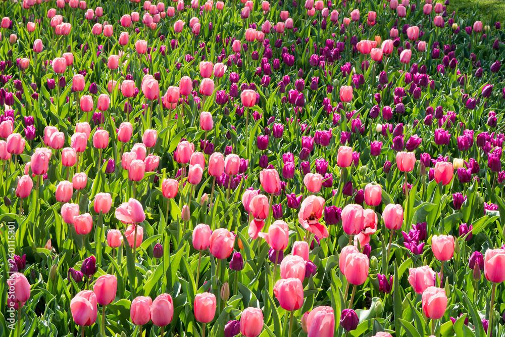 Pink tulips field, flower background.