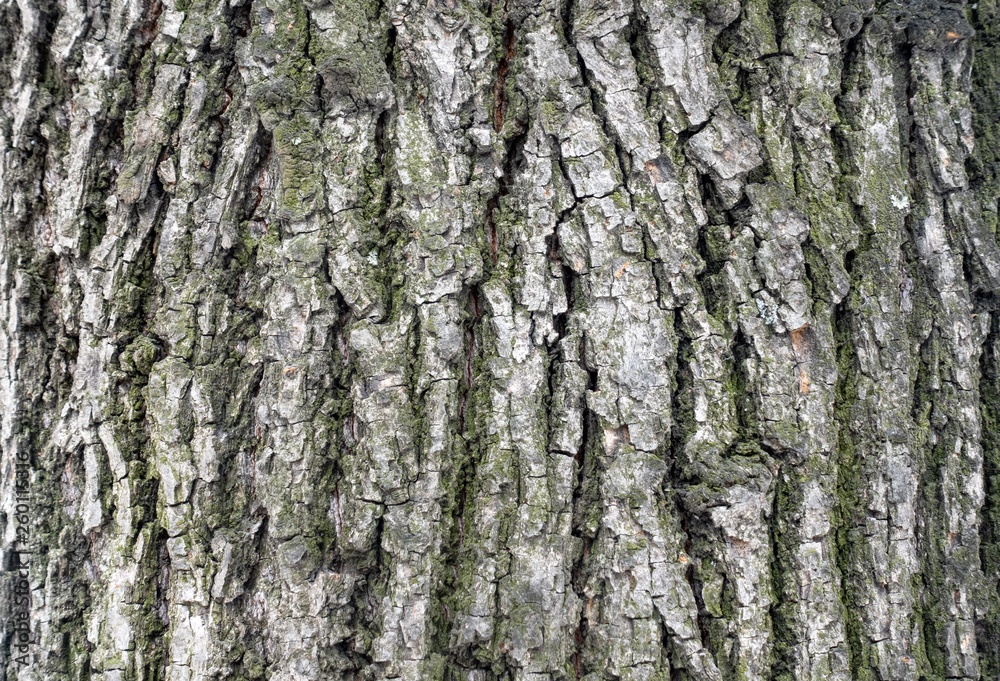 The bark of an old tree. Larch bark. The bark of an old tree. Larch bark.
