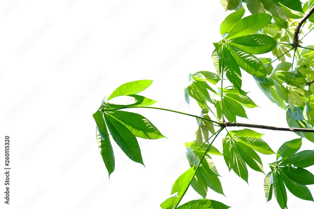 Obraz premium Tropical tree leaves with branches on white isolated background for green foliage backdrop 