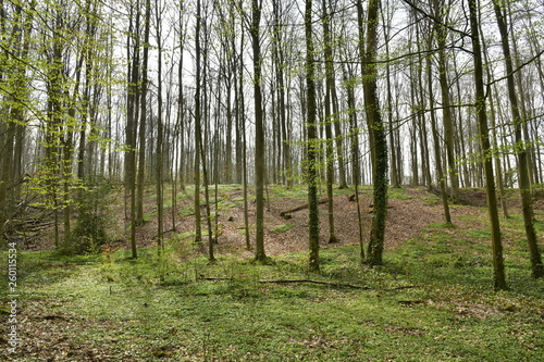Forêt composé principalement de jeunes hêtres au début du printemps au parc de Tervuren à l'est de Bruxelles