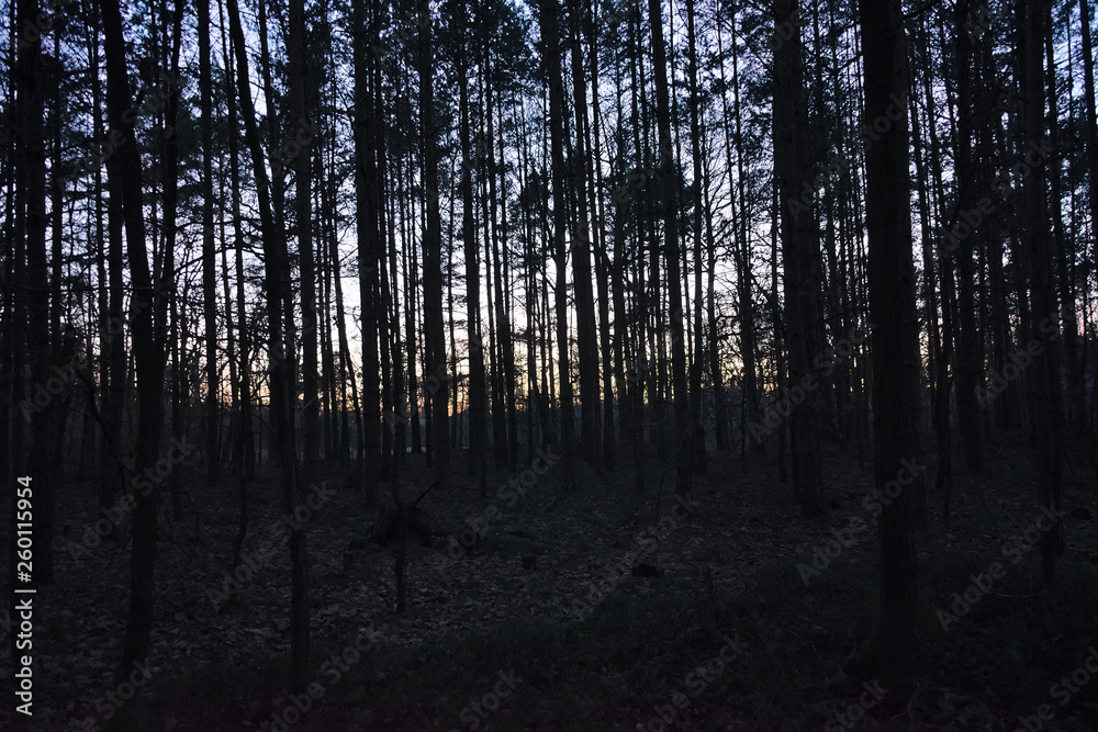 Forest after sunset in czech turist region Machuv kraj Forest after sunset in czech turist region Machuv kraj
