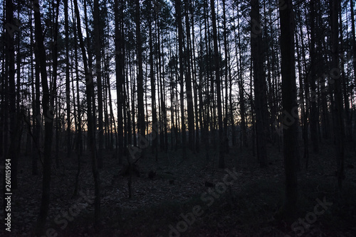 Forest after sunset in czech turist region Machuv kraj