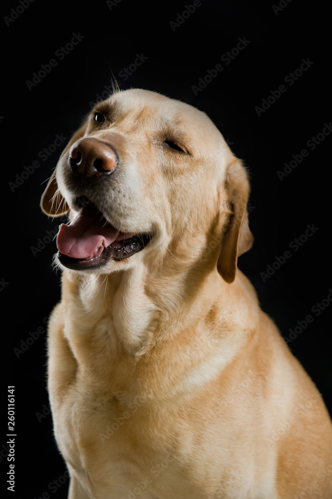 cute dog cute dog