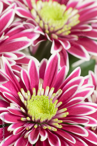 Daisy flowers  close up