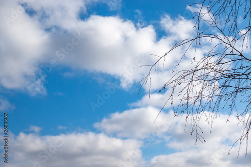 Thin branches of a birch without leaves against the blue cloudy sky. © Dmitrii Potashkin