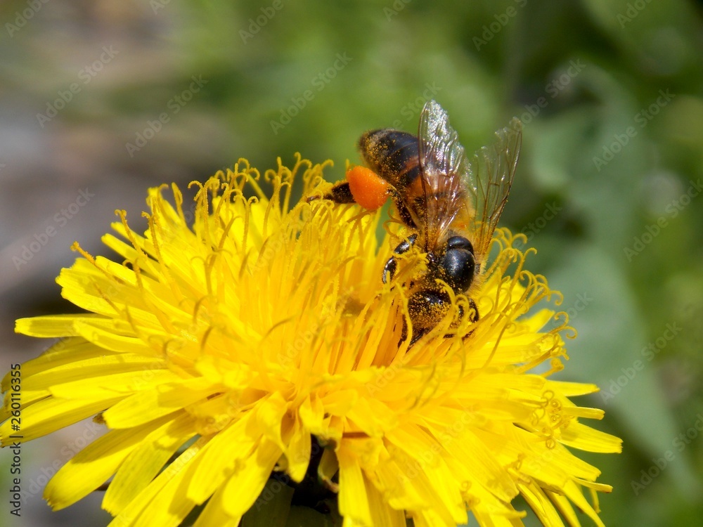 bee on a yellow dandelion