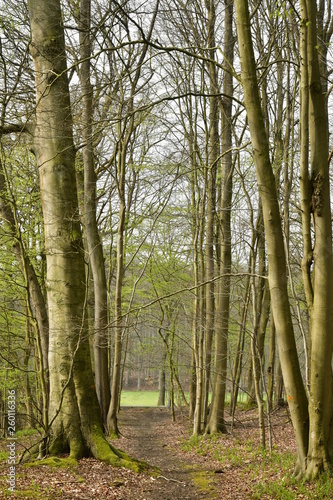 Chemin traversant un bois composé surtout de hêtres au parc de Tervuren à l'est de Bruxelles