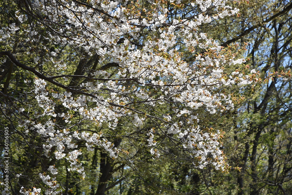 Fototapeta premium Cherry blossoms in full bloom in the park.
