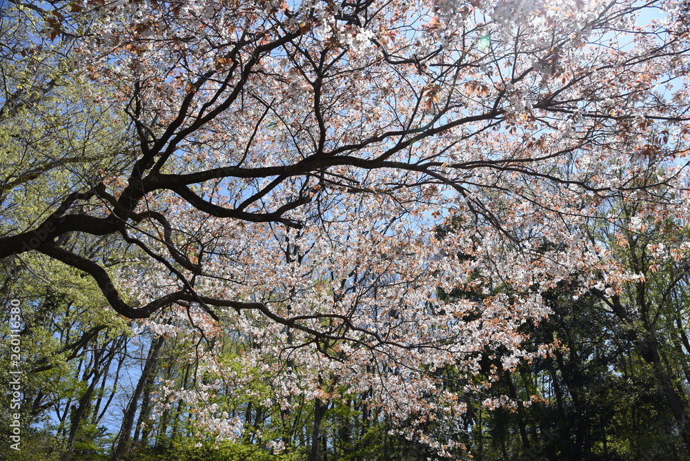 Cherry blossoms in full bloom in the park. Cherry blossoms in full bloom in the park.