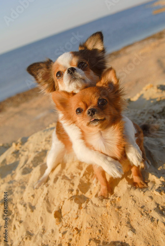 Photography two cute happy chihuahua pet dogs hugging paw with love on sand beach in sea sum