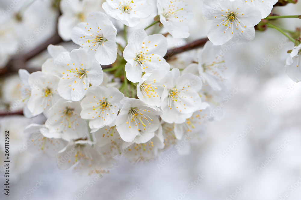 Spring border background with blossom, close-up. Abstract floral spring background. Blossoms over blurred nature background