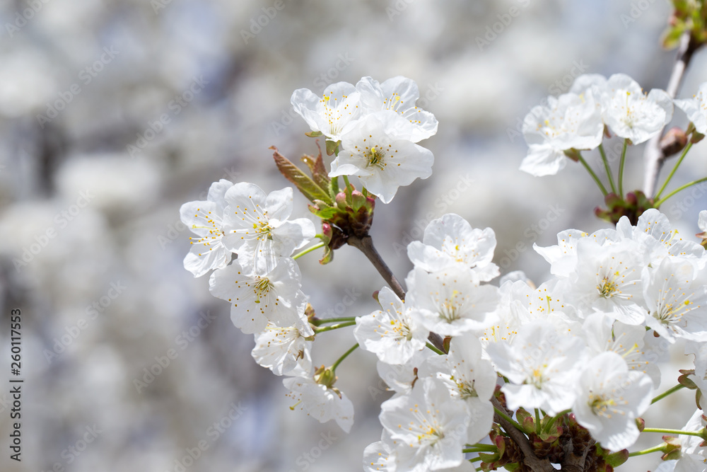 Spring border background with blossom, close-up. Abstract floral spring background. Blossoms over blurred nature background Spring border background with blossom, close-up. Abstract floral spring background. Blossoms over blurred nature background