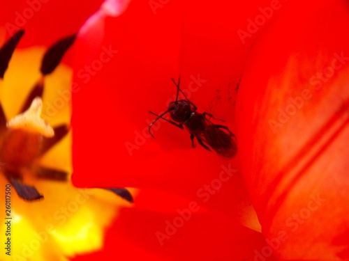 beetle in red tulip © oljasimovic