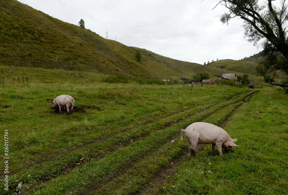Pigs in the vicinity of the village Generalka Altai Territory Pigs in the vicinity of the village Generalka Altai Territory