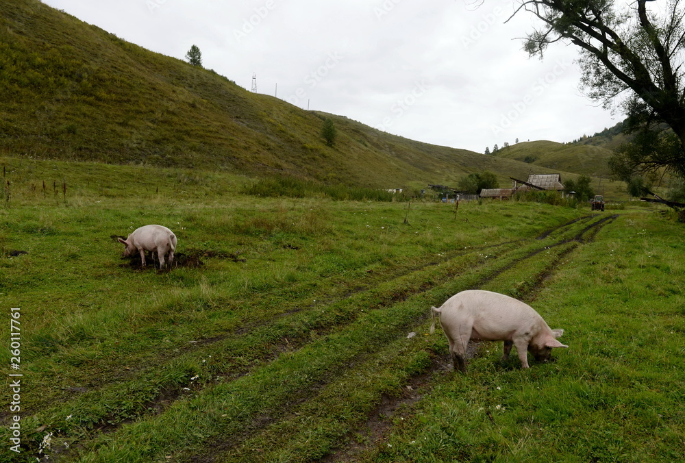  Pigs in the vicinity of the village Generalka Altai Territory