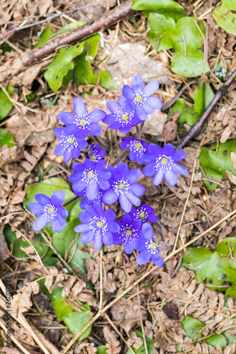 spring Flower. blue snowdrop in natural environment. shallow depth of cut. there is tinted