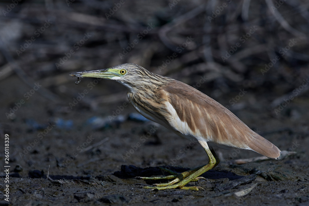 Squacco heron (Ardeola ralloides) Squacco heron (Ardeola ralloides)